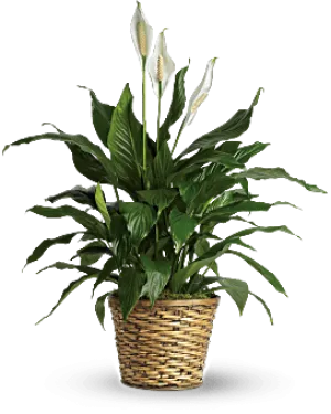 Simply Elegant Spathiphyllum - Medium