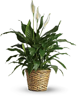 Simply Elegant Spathiphyllum - Medium